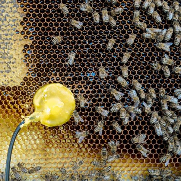 Bumblebee Flight II – Die ersten vier Takte am Musikfestival Bern.