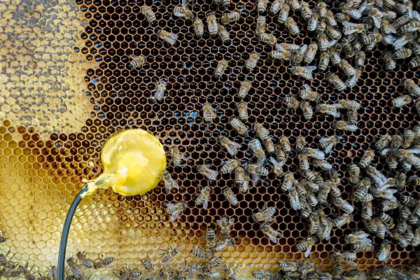 Flight of the Bumblebee II